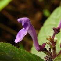 Scutellaria robusta Benth.